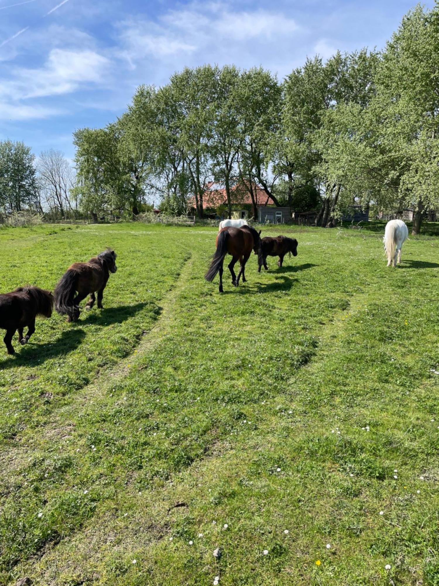 Ferienhof Spiegelhaus Krummhörn Dış mekan fotoğraf